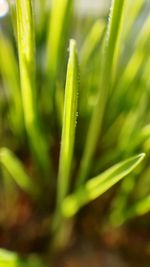 Close-up of dew on grass