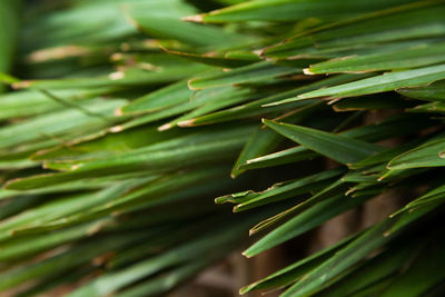 Full frame shot of fresh green leaf