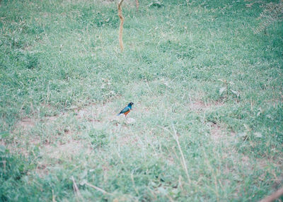 Bird on field