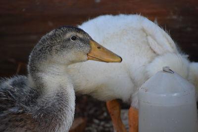 Close-up of duck