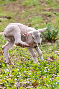 View of dog standing on field
