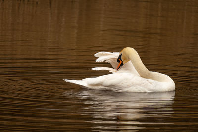 Swan swimming in lake