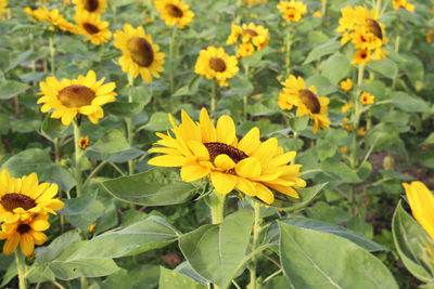 Close-up of yellow flowering plants