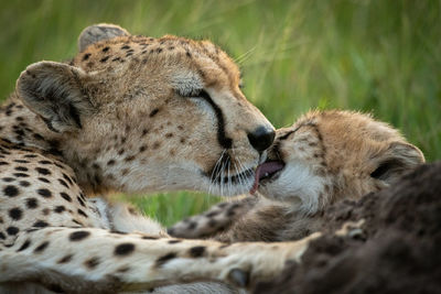 Close-up of cheetah sitting with cub on grass