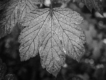 Close-up of autumnal leaves during winter
