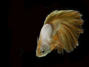 Close-up of fish swimming in sea