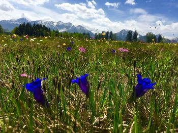 Purple crocus flowers on field