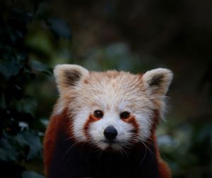 Close-up of red panda