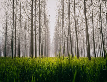 Scenic view of trees growing on field