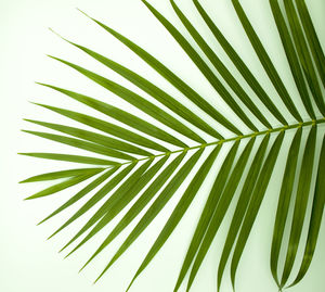 Close-up of palm leaves