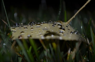 Close-up of grass