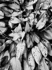 Full frame of leaves
