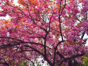 Low angle view of pink flowers on tree