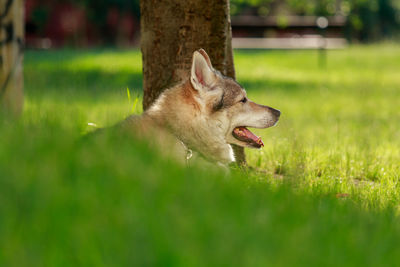 View of a dog on field