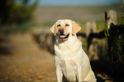 Labrador retriever standing on field