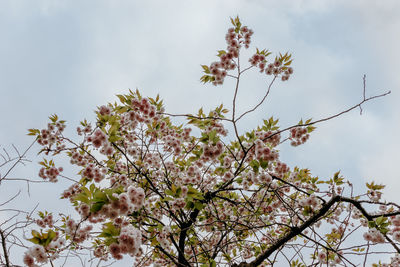 Low angle view of cherry blossom against sky