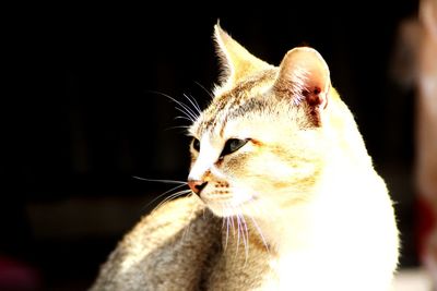 Close-up of a cat looking away