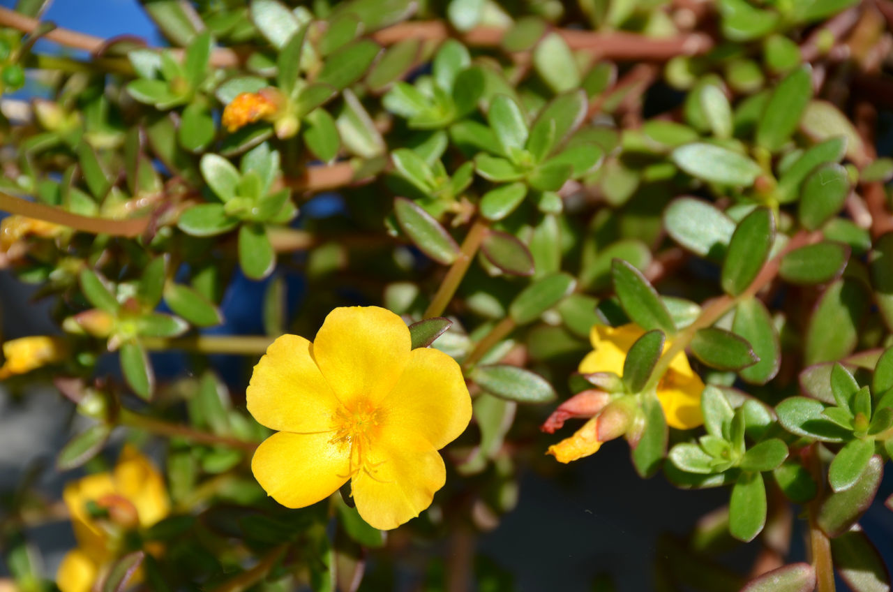 CLOSE-UP OF YELLOW FLOWERING PLANT AGAINST BLURRED BACKGROUND