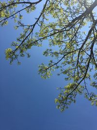 Low angle view of flowering tree against blue sky