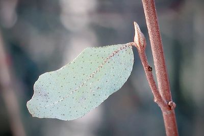 Close-up of wet plant