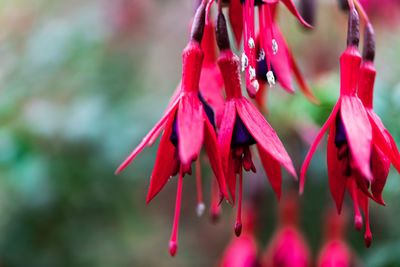 Close-up of raindrops on pink flowers
