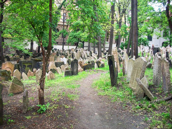 Trees in park