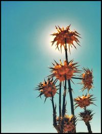 Low angle view of flowers against blue sky