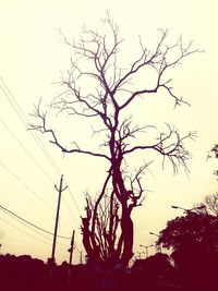 Low angle view of silhouette tree against sky