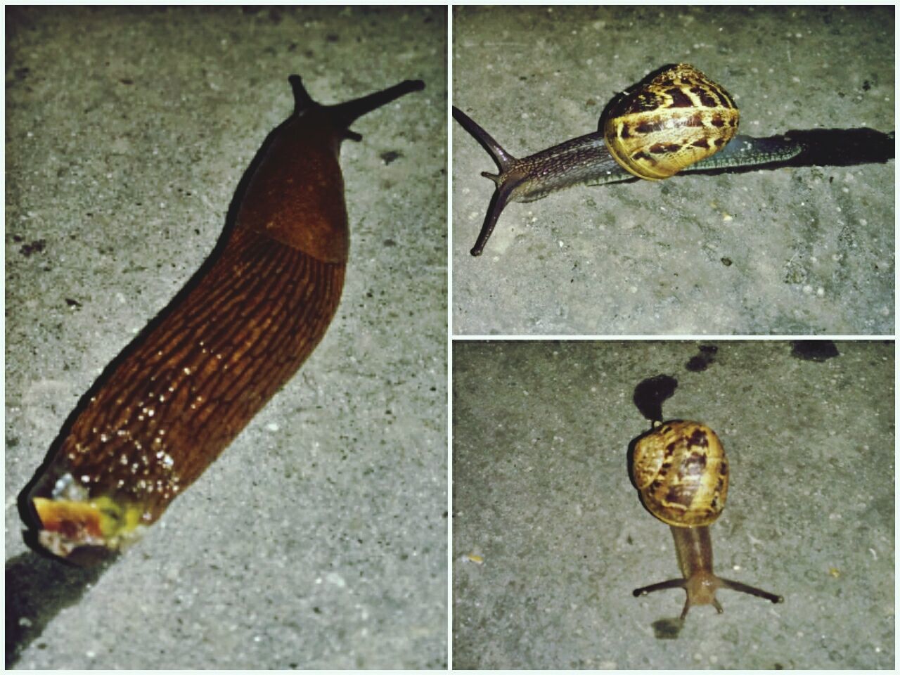 Slug