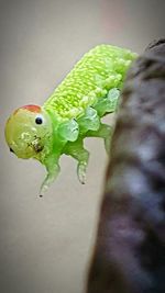 Close up of green plant