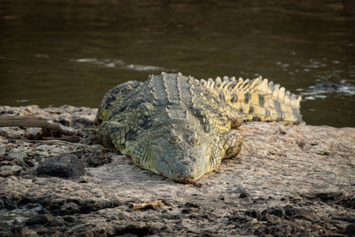 Nile crocodile lies on riverbank in sunshine