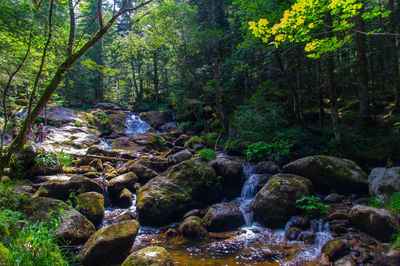 Stream flowing through rocks in forest