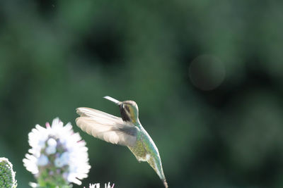 Close-up of bird flying