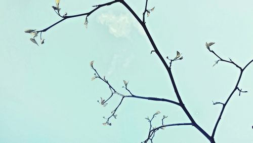 Low angle view of bare tree against sky