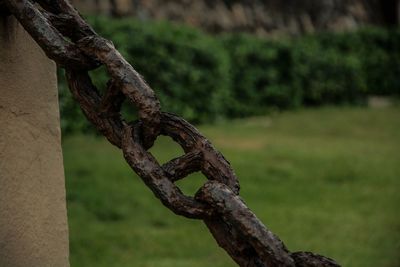 Close-up of tree trunk