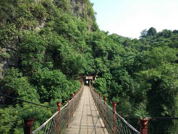 Footbridge amidst trees in forest