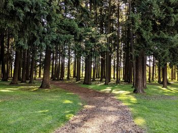 Pine trees in forest