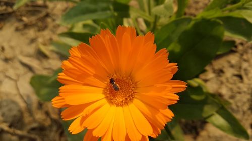 Close-up of insect on orange flower