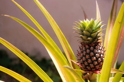 Close-up of fruit growing on plant