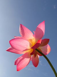 Close-up of pink flowering plant against sky