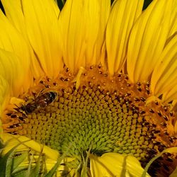 Close-up of insect on yellow flower