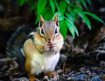 Close-up of squirrel eating outdoors