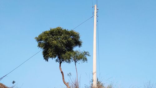 Low angle view of tree against clear blue sky