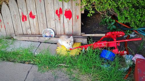 View of a cat with flowers