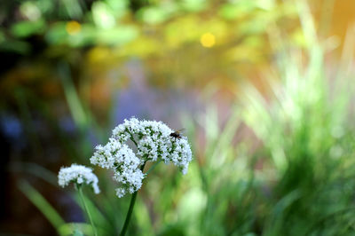 Close-up of white flowering plant