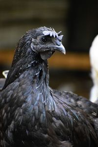 Close-up of a bird