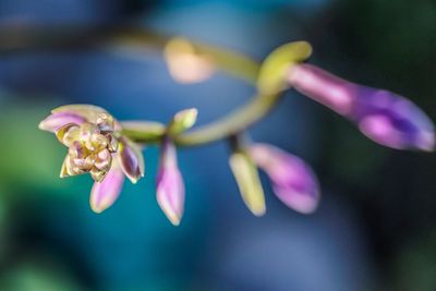 Close-up of fresh flowers blooming in water