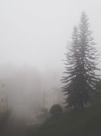 Silhouette of trees in foggy weather