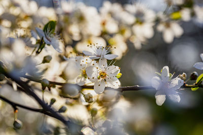 Close-up of cherry blossom on tree