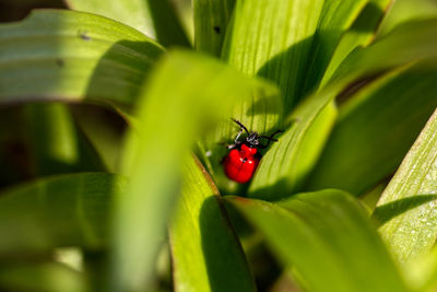 Close-up of ladybug on leaf